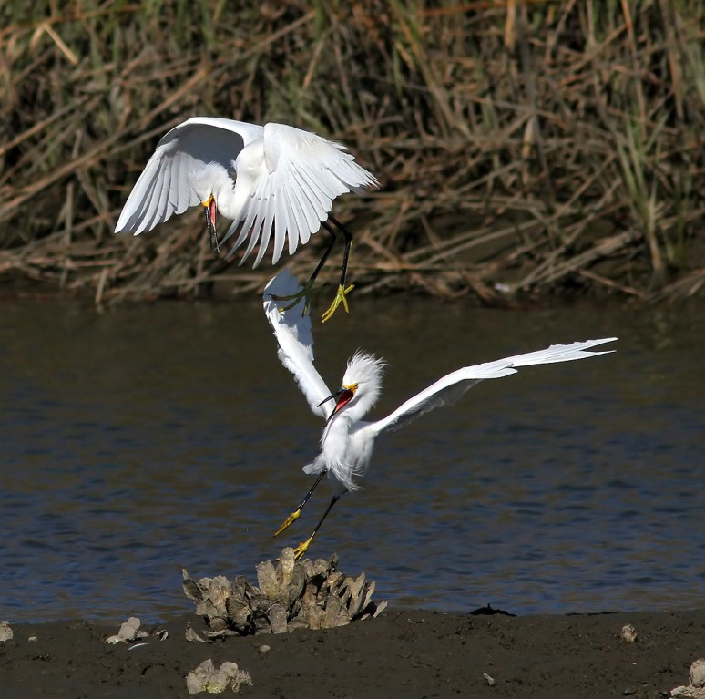 Snowys Battle in the Salt Marsh 