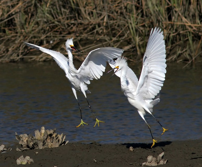Snowys Battle in the Salt Marsh 