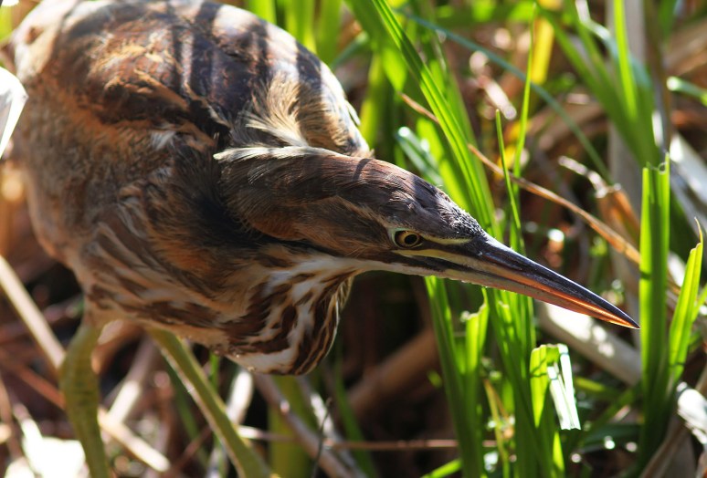American Bittern in the Swamp 