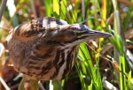 American Bittern in the&nbsp;Swamp