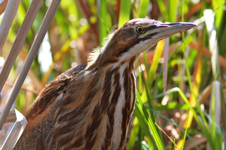American Bittern in the Swamp 