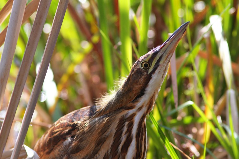 American Bittern in the Swamp 