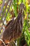 American Bittern in the&nbsp;Swamp