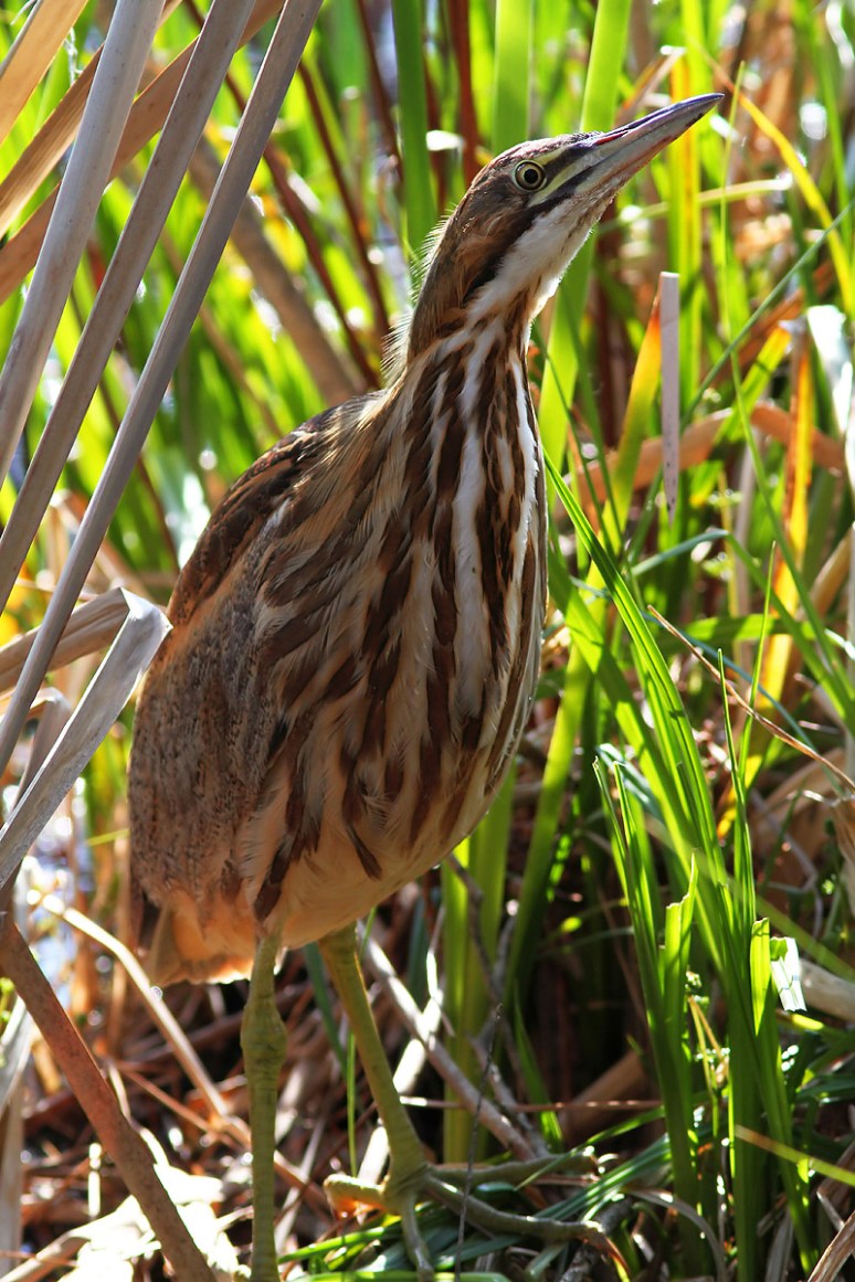 American Bittern in the Swamp 