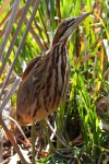 American Bittern in the&nbsp;Swamp