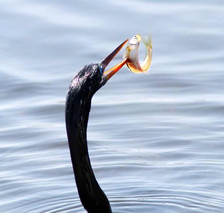 Anhinga Afternoon Fishing 