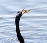 Anhinga Afternoon Fishing