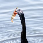 Anhinga Afternoon Fishing