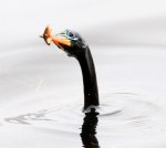 Anhinga Snacking