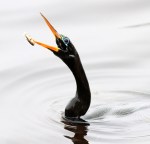 Anhinga Snacking