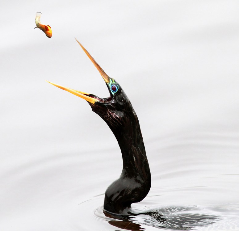 Anhinga Snacking 