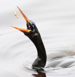 Anhinga Snacking
