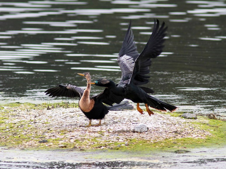 Anhingas in the Marsh Pond 