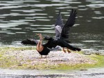 Anhingas in the Marsh&nbsp;Pond