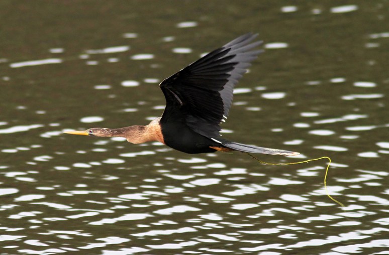 Anhingas in the Marsh Pond 