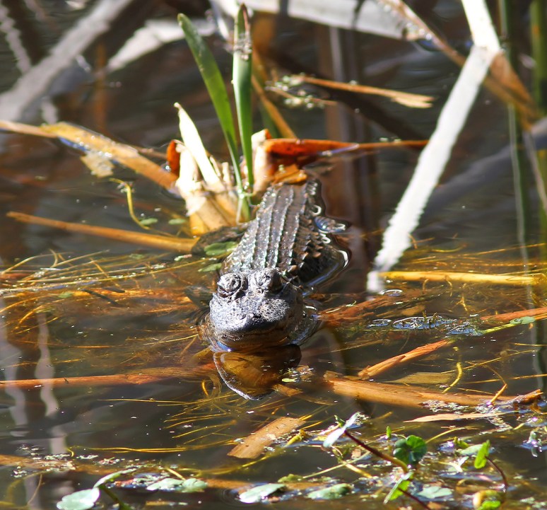 Baby Alligator Pops Up In Swamp