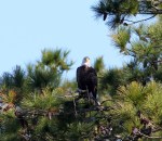 Bald EagleJumps Off From Pine&nbsp;Tree