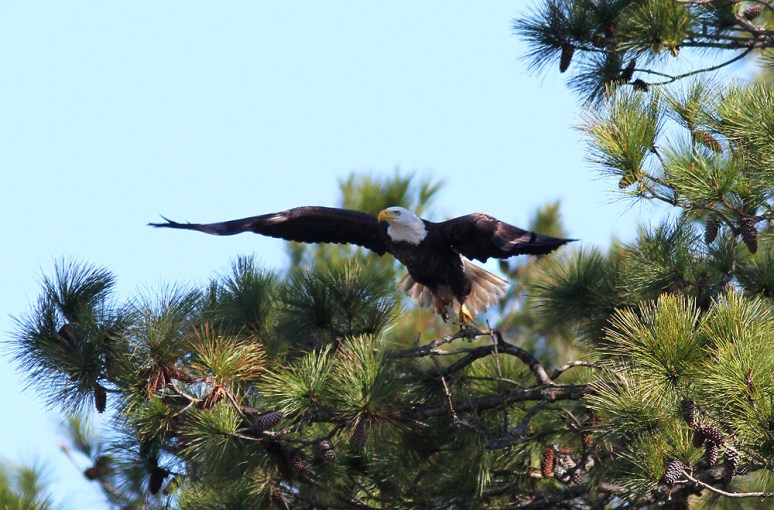 Bald EagleJumps Off From Pine Tree 