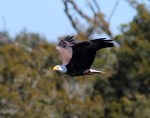 Bald EagleJumps Off From Pine&nbsp;Tree