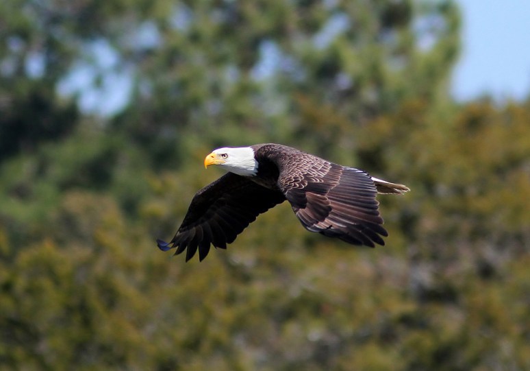 Bald EagleJumps Off From Pine Tree 