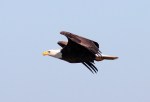 Bald EagleJumps Off From Pine&nbsp;Tree