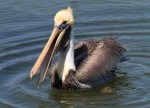 Brown Pelican Afternoon Fishing in the Salt&nbsp;Marsh