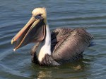 Brown Pelican Afternoon Fishing in the Salt&nbsp;Marsh