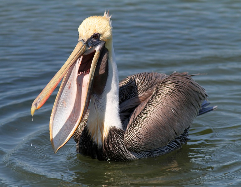Brown Pelican Afternoon Fishing in the Salt Marsh 