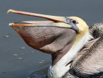 Brown Pelican Afternoon Fishing in the Salt&nbsp;Marsh
