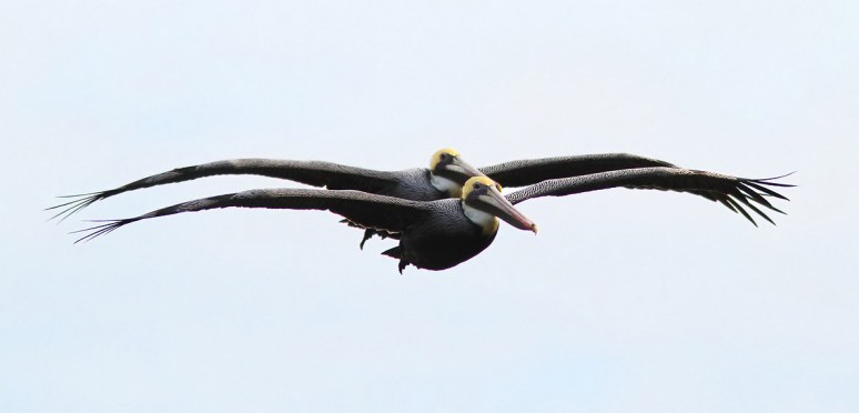 Brown Pelican Synchronized Flight Pair