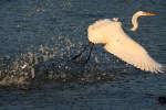 Egret Leaves the Marsh&nbsp;Pond
