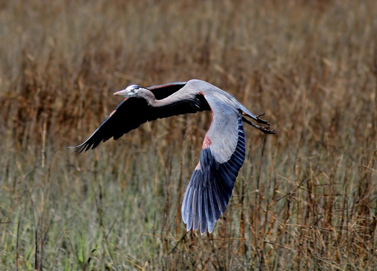 GBH Flight In From The Marsh 