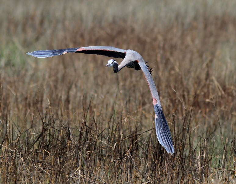 GBH Flight In From The Marsh 