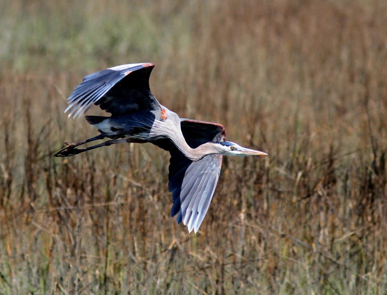 GBH Flight In From The Marsh 