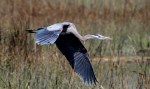 GBH Flight In From The&nbsp;Marsh