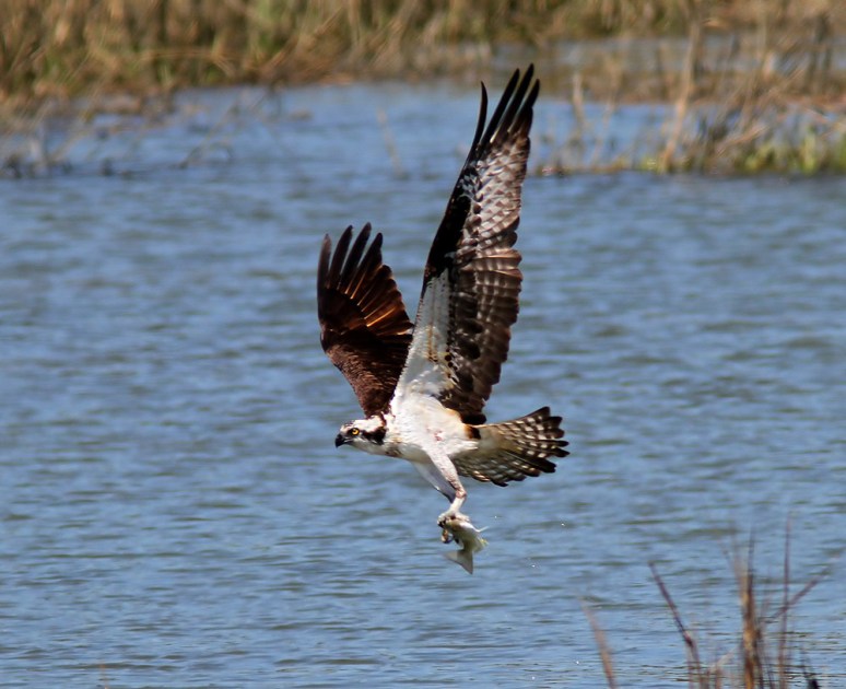 Osprey Plucks Fish Out Of Salt Marsh 