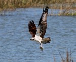 Osprey Plucks Fish Out Of Salt&nbsp;Marsh
