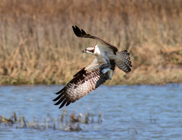 Osprey Plucks Fish Out Of Salt Marsh 
