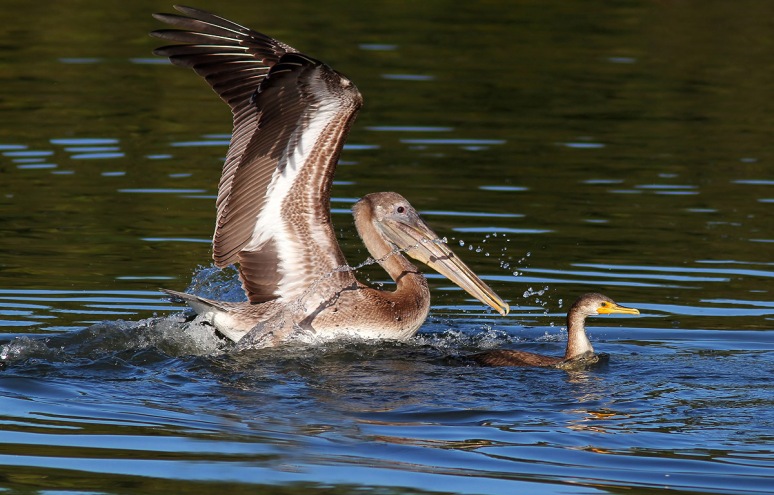 Pelican Drops in on Cormorant 