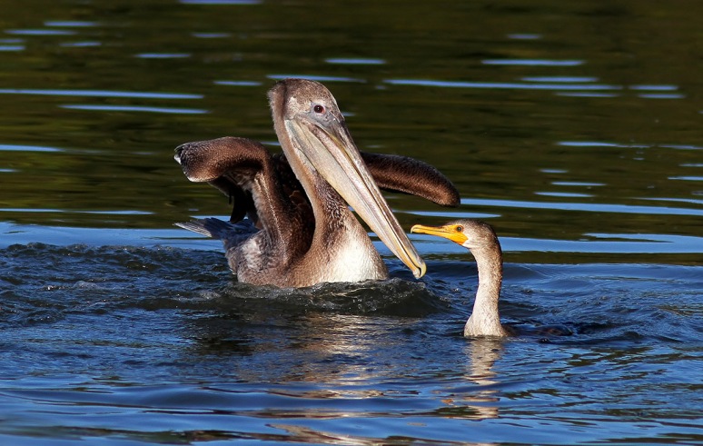 Pelican Drops in on Cormorant 