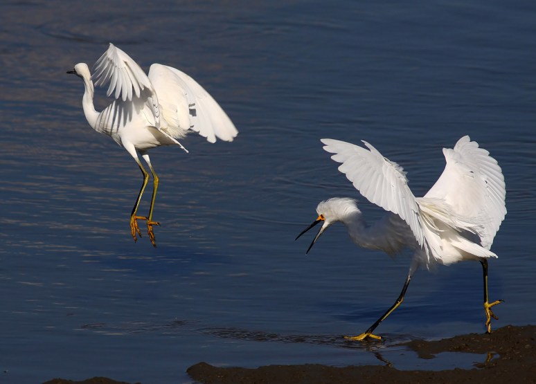 Snowy Chasing Off Another Snowy