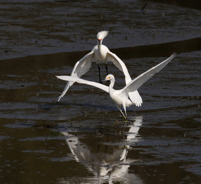 Snowy Fight in the Salt Marsh