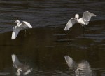 Snowy Fight in the Salt&nbsp;Marsh