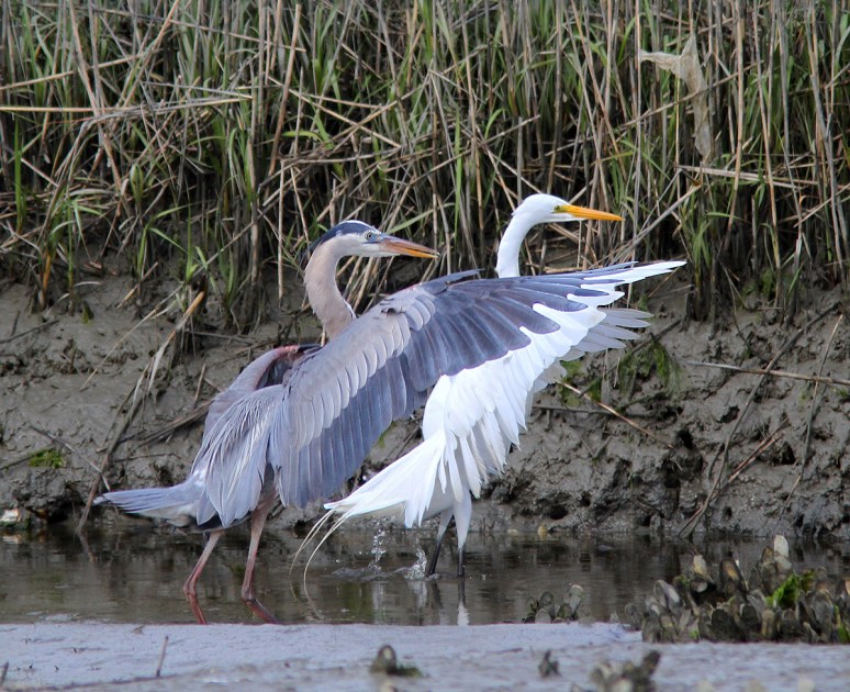 Syncronized Flight Team 