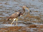 Tricolored Heron Catches&nbsp;Eel