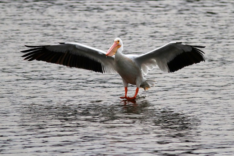 White Pelican Waterskis In 