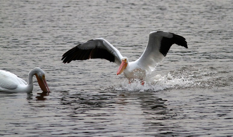White Pelican Waterskis In 
