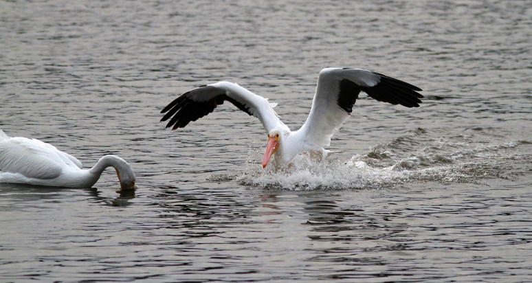 White Pelican Waterskis In 