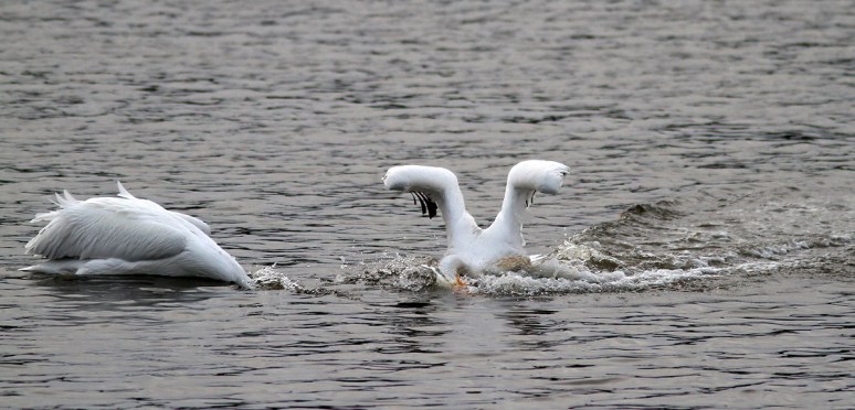 White Pelican Waterskis In 