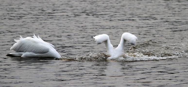 White Pelican Waterskis In 